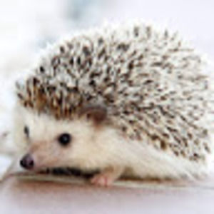 Meet your Posher, Emma